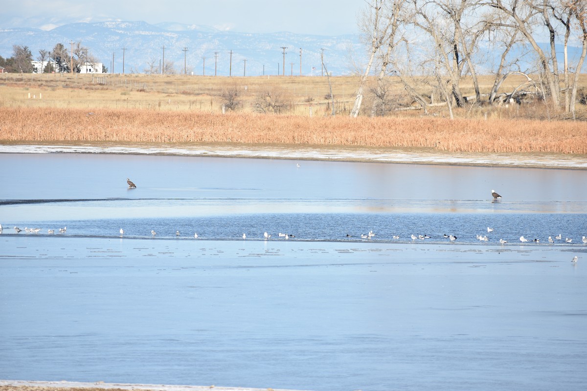 Quattrocchi - ML646539031