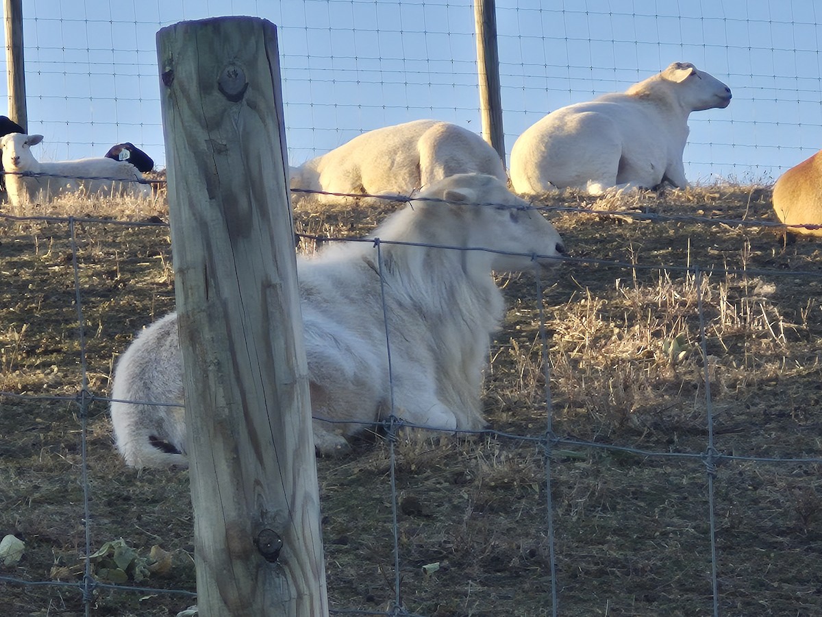 Animals - ML646539032