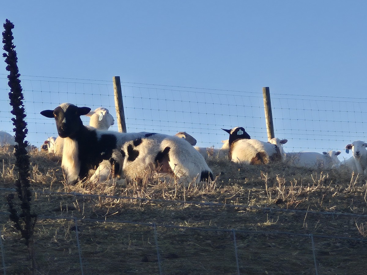 Animals - ML646539033