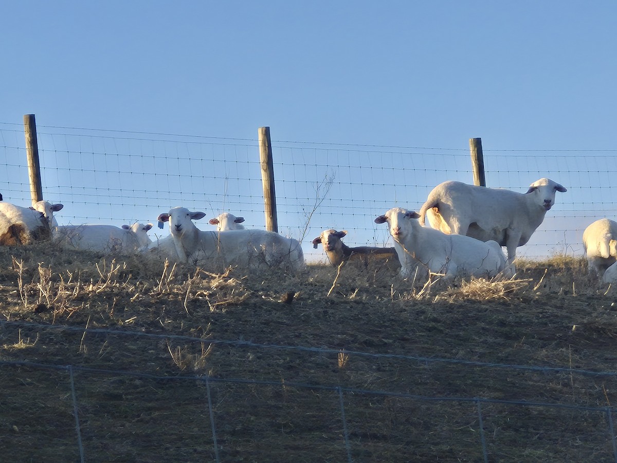 Animals - ML646539034