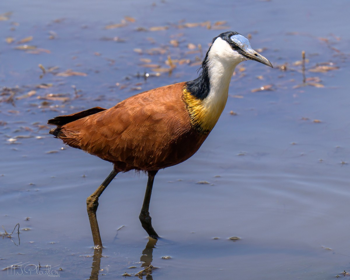 Afrika Jakanası - ML646539036