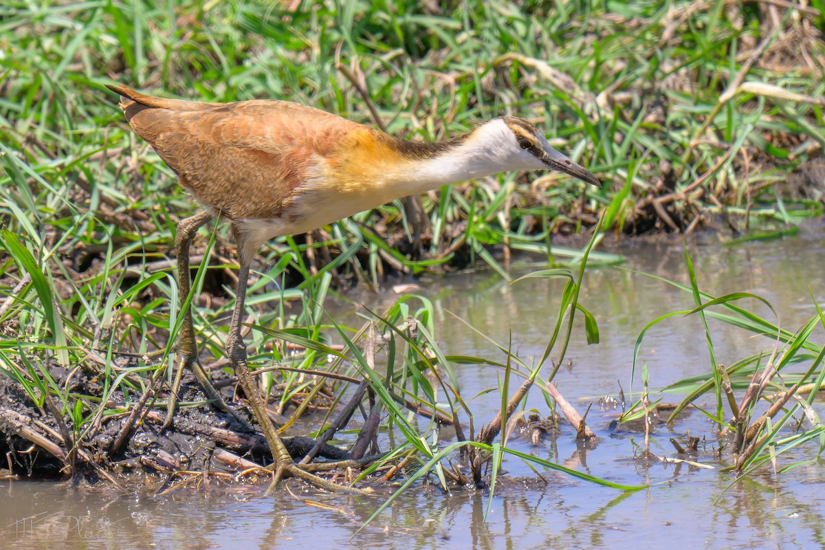 Afrika Jakanası - ML646539037