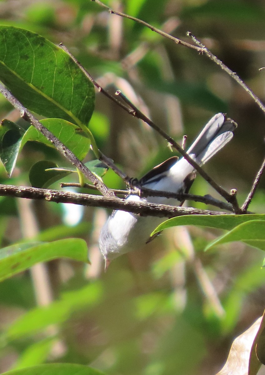 Blue-gray Gnatcatcher - ML646539041