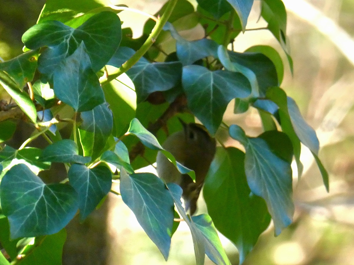 králíček obecný - ML646539043