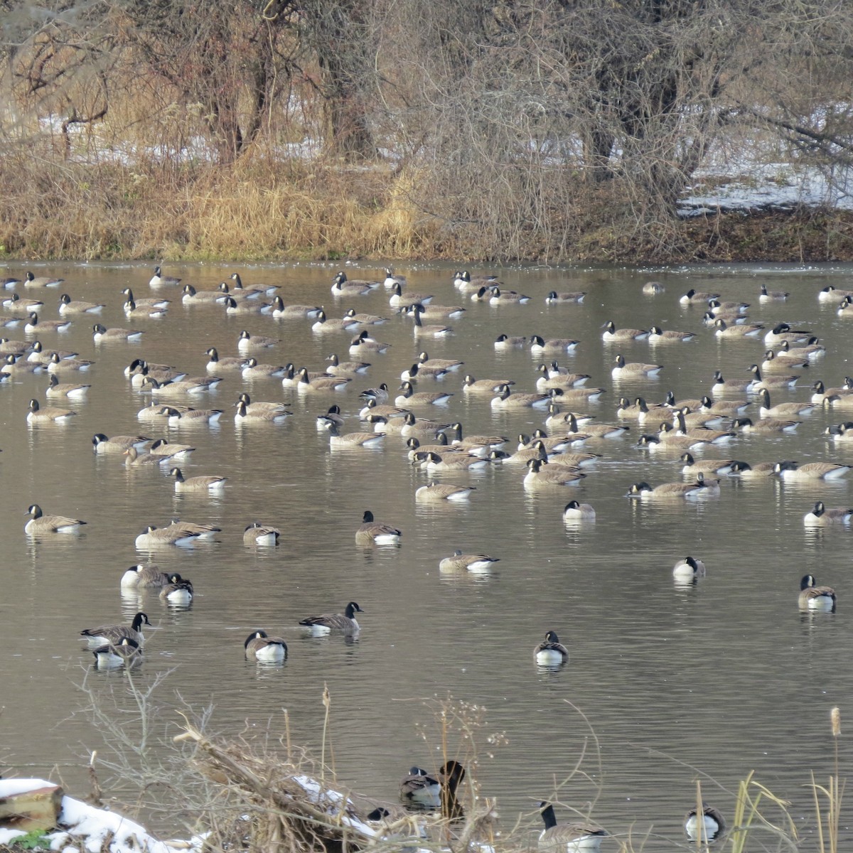 Branta kanadar handia - ML646539046