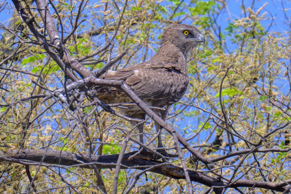 Kahverengi Yılan Kartalı - ML646539047