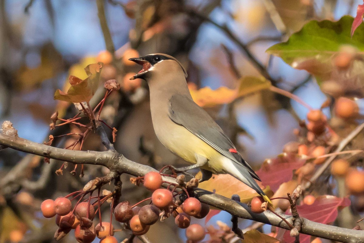 Zedernseidenschwanz - ML646539050