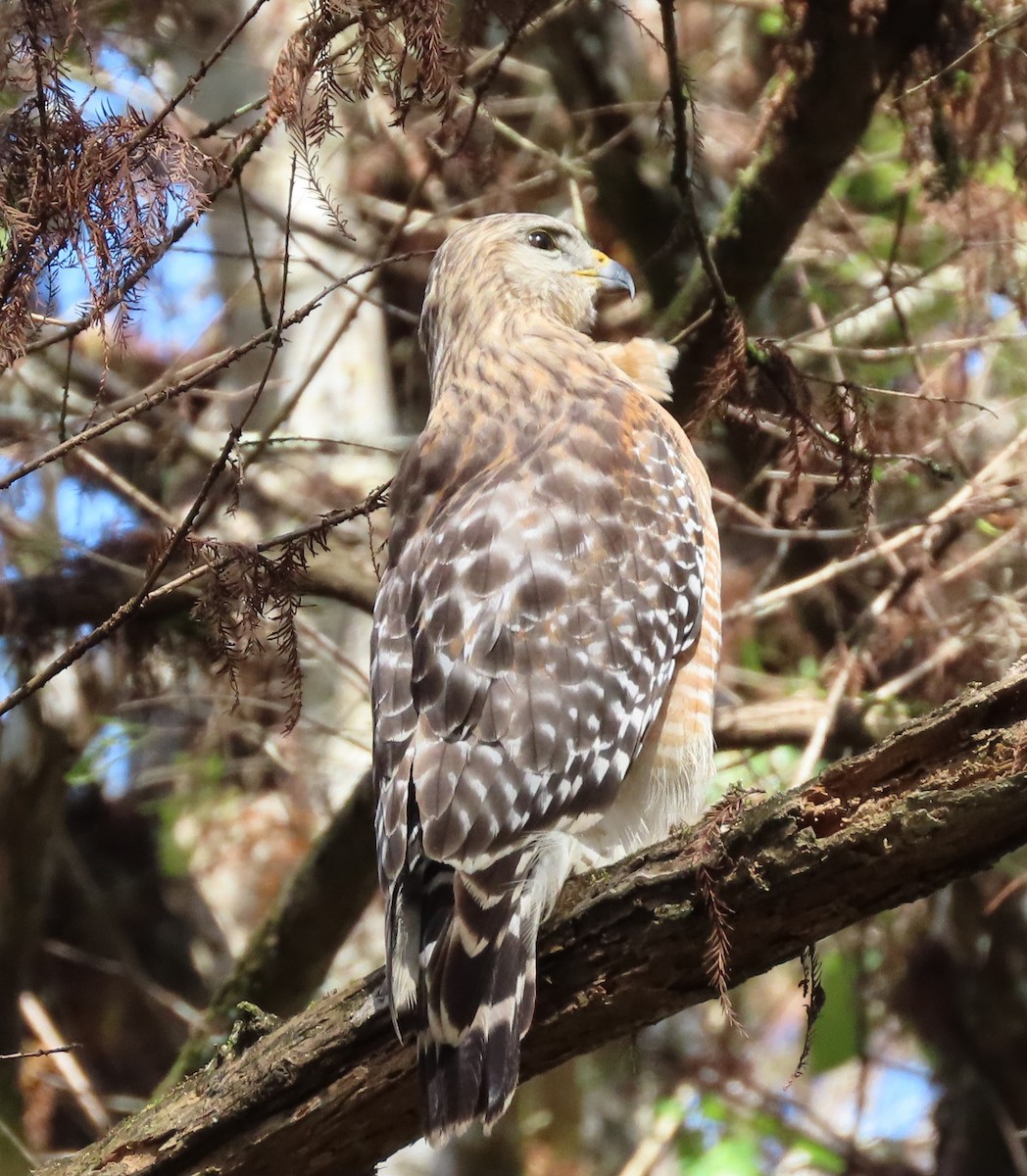 káně páskovaná - ML646539051