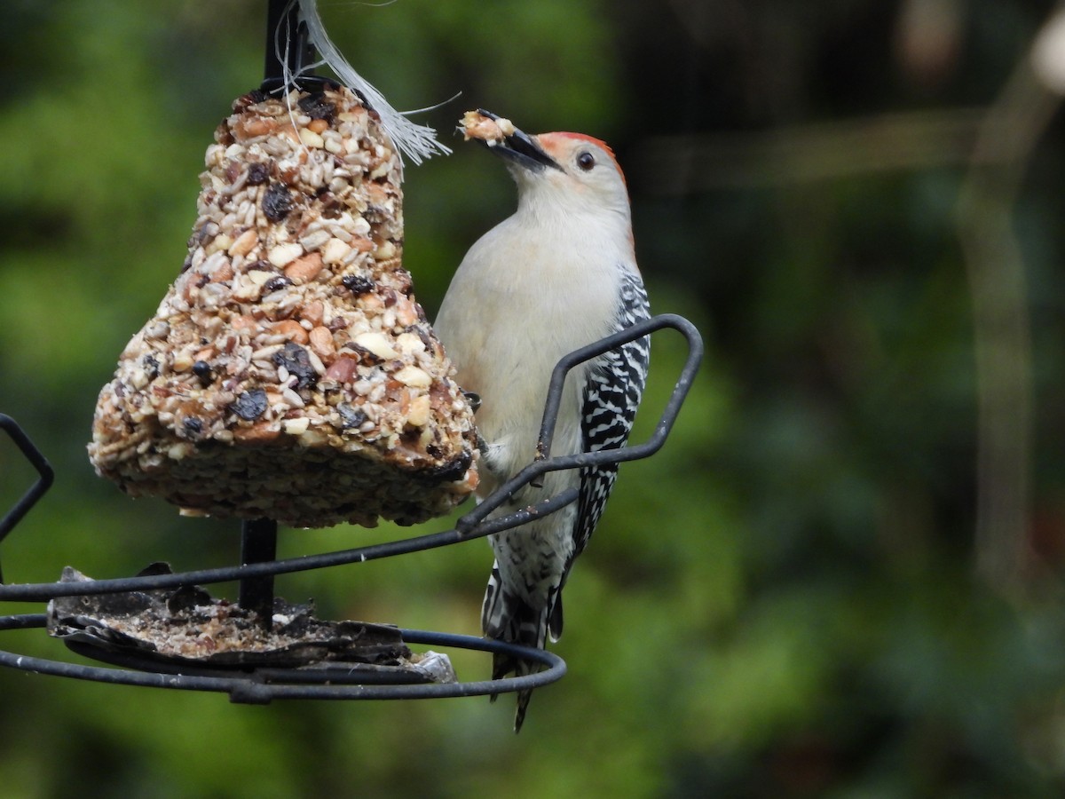 Red-bellied Woodpecker - ML646539053