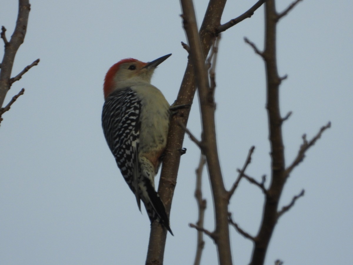Red-bellied Woodpecker - ML646539054