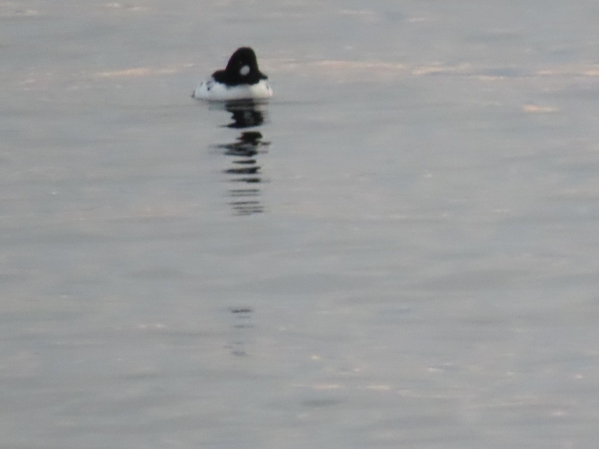 Murgilari urrebegia - ML646539055