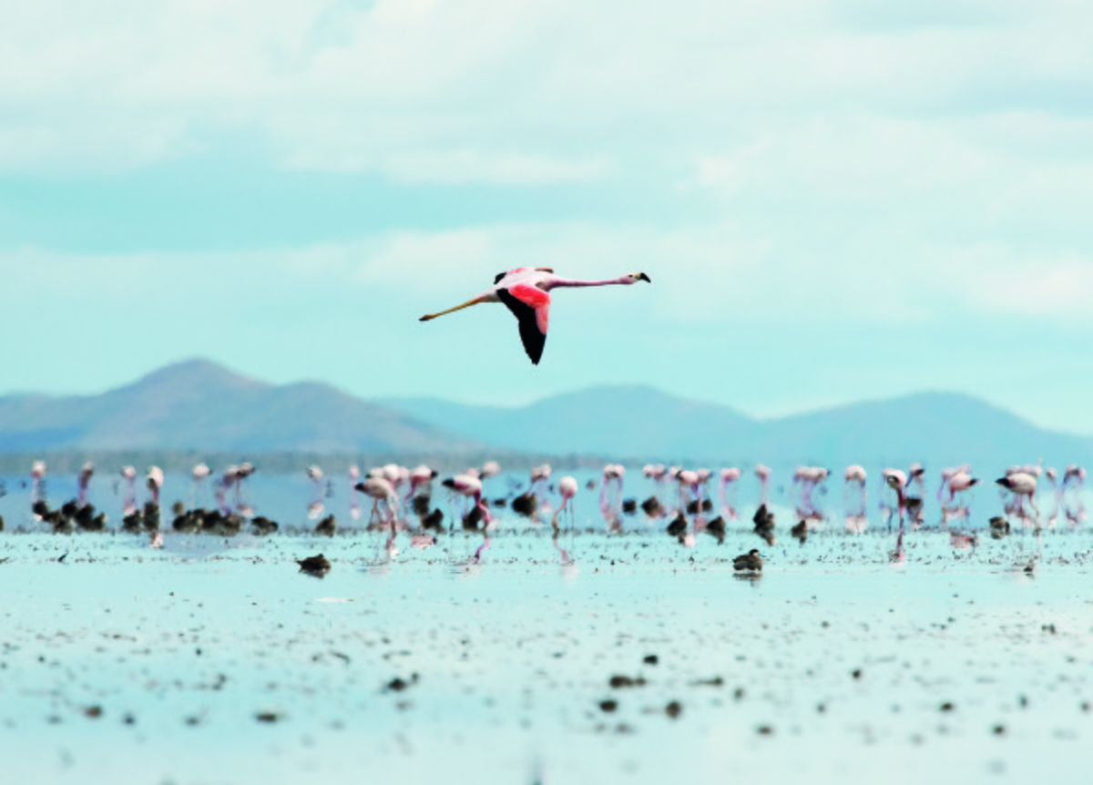 Andean Flamingo - ML646539058