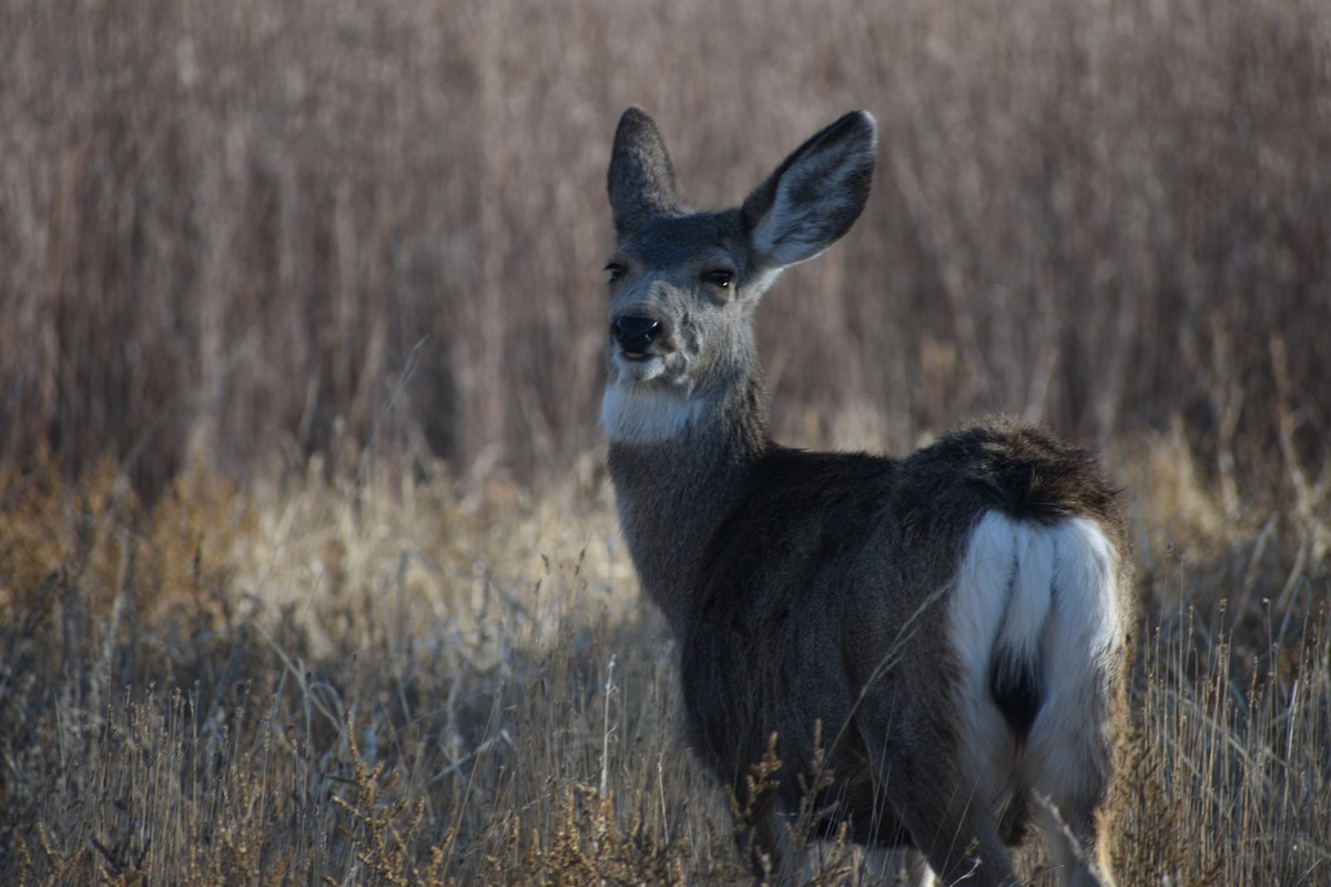 Cervo mulo - ML646539060