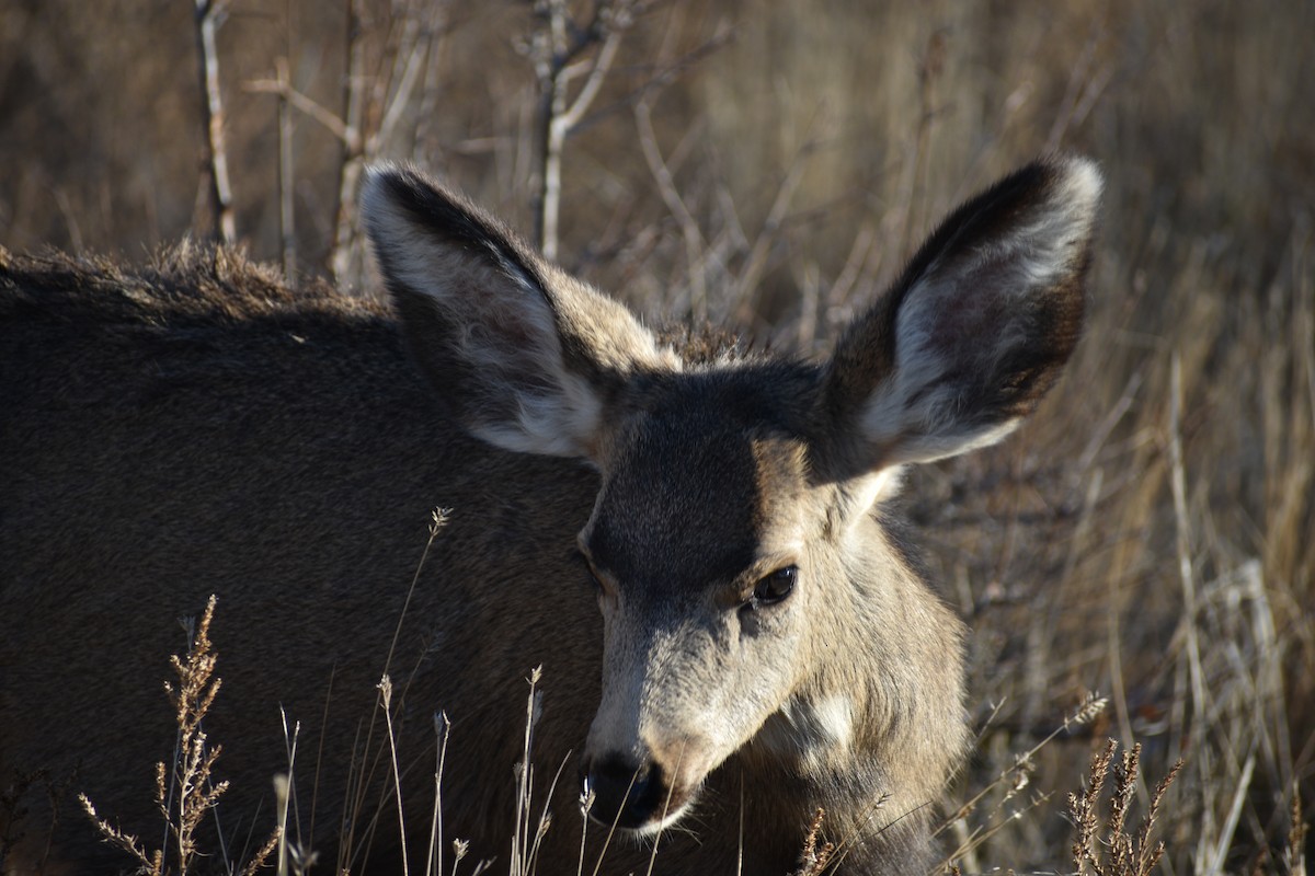 Cervo mulo - ML646539061