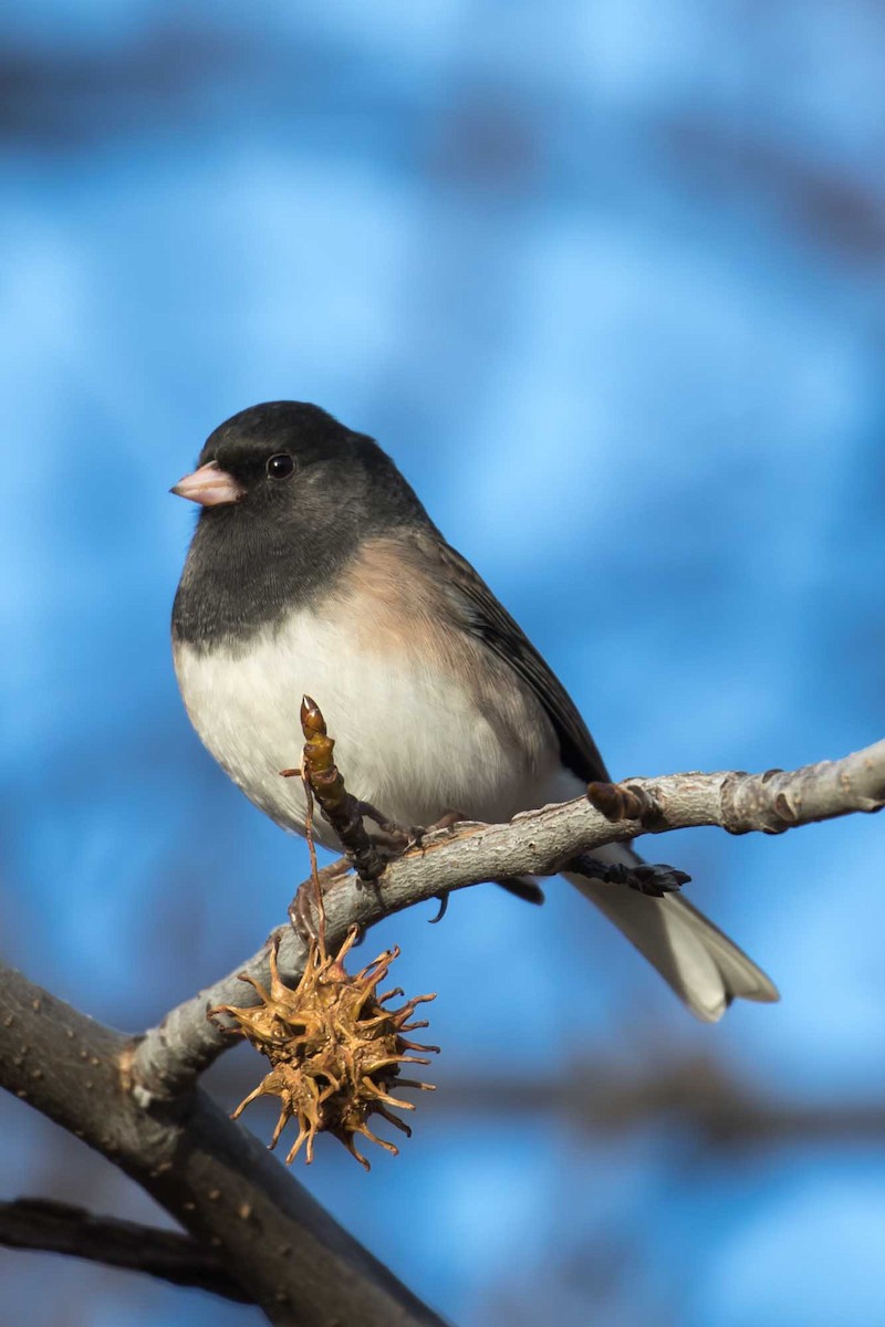 Winterammer - ML646539062