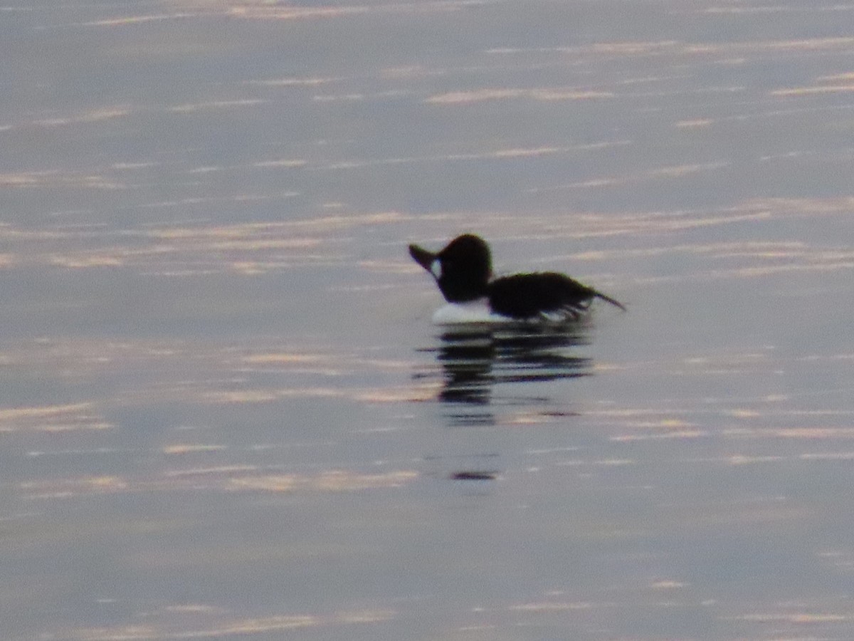 Murgilari urrebegia - ML646539063