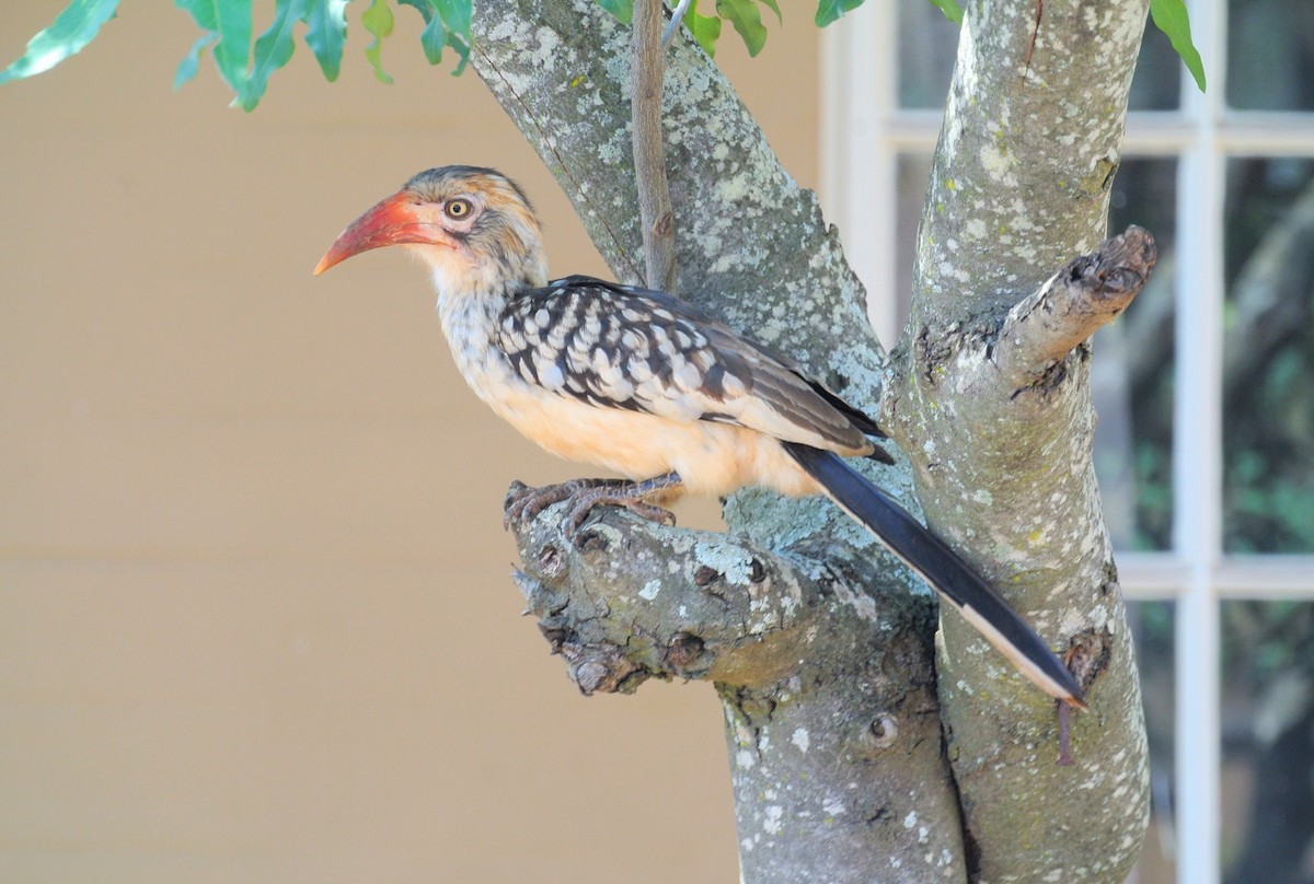 Toco Piquirrojo Sureño - ML646539066