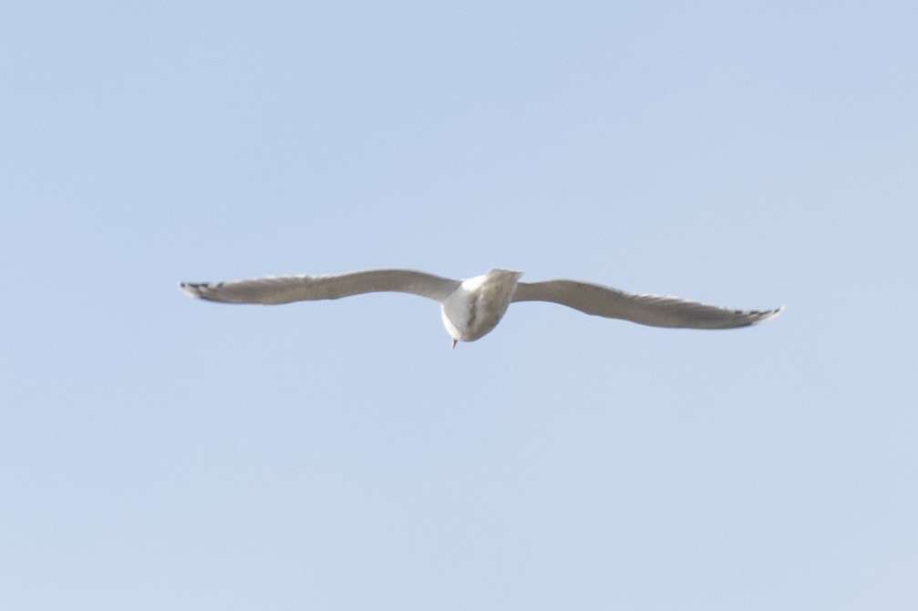 Larus sp. - ML646539068