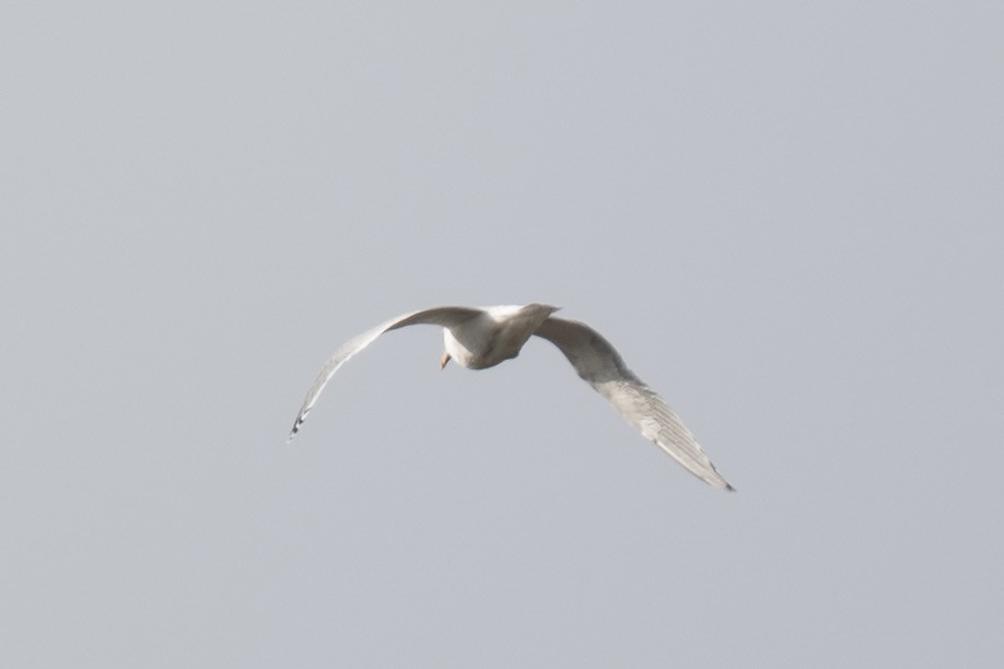 Larus sp. - ML646539069
