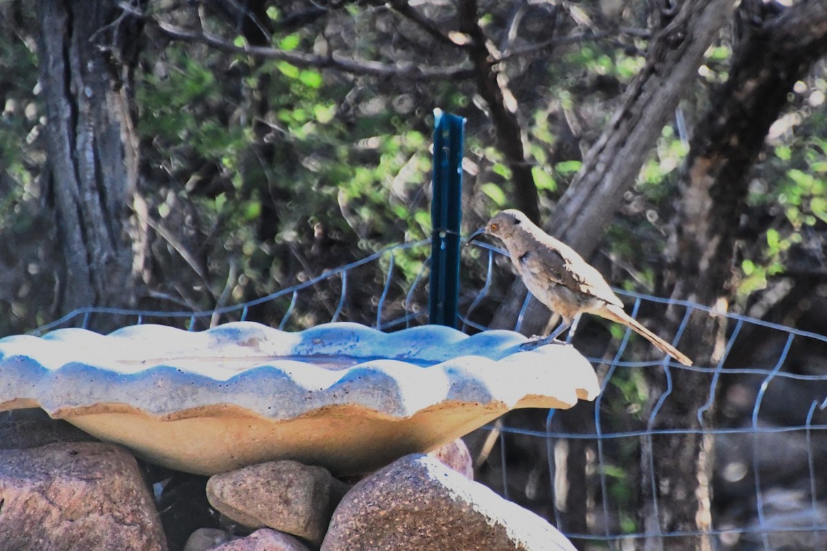 Crissal Thrasher - ML646539070