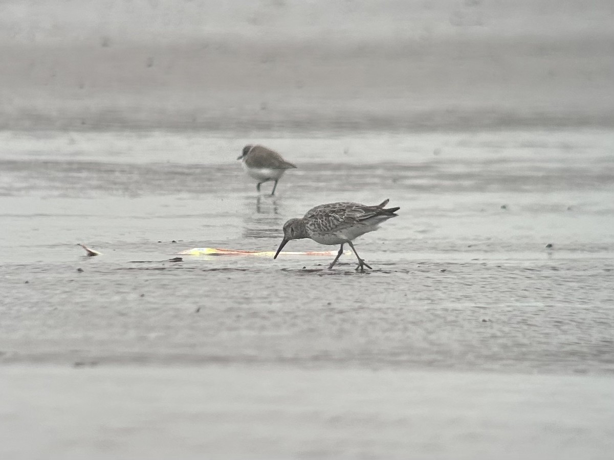 Great Knot - ML646539072