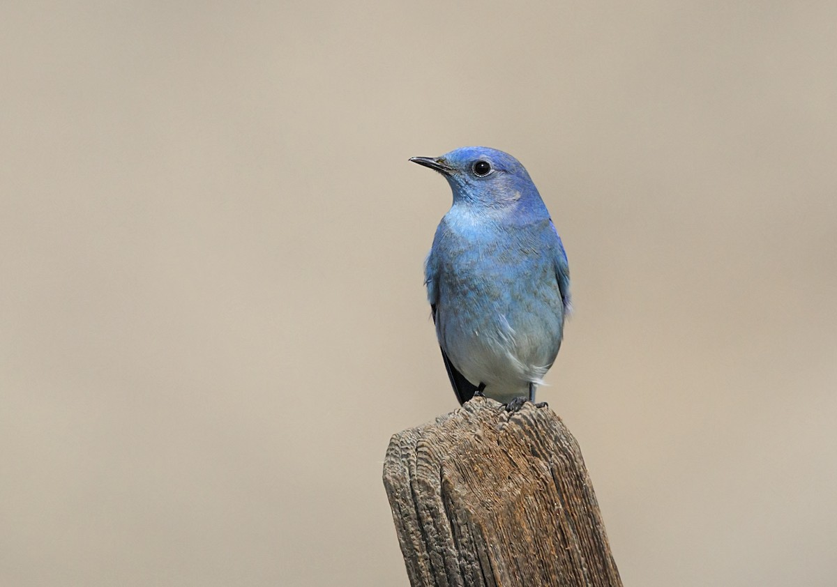 Mountain Bluebird - ML646539073