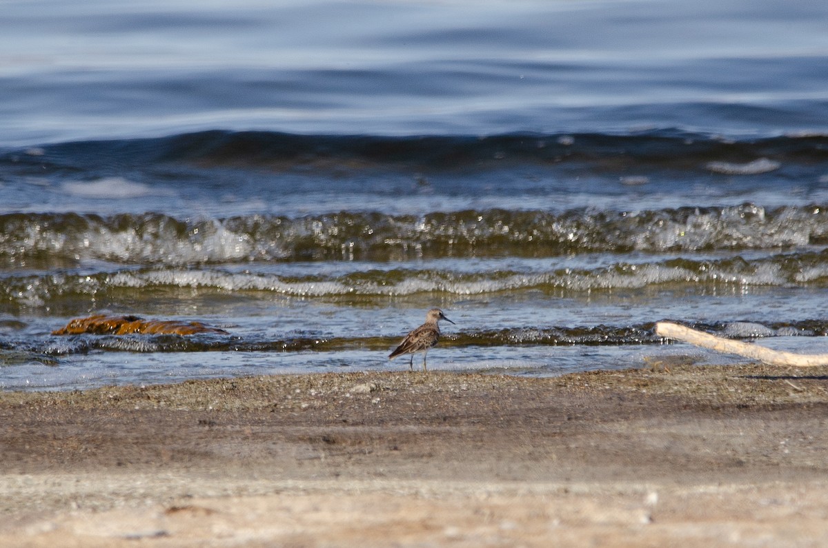 Least Sandpiper - ML646539075