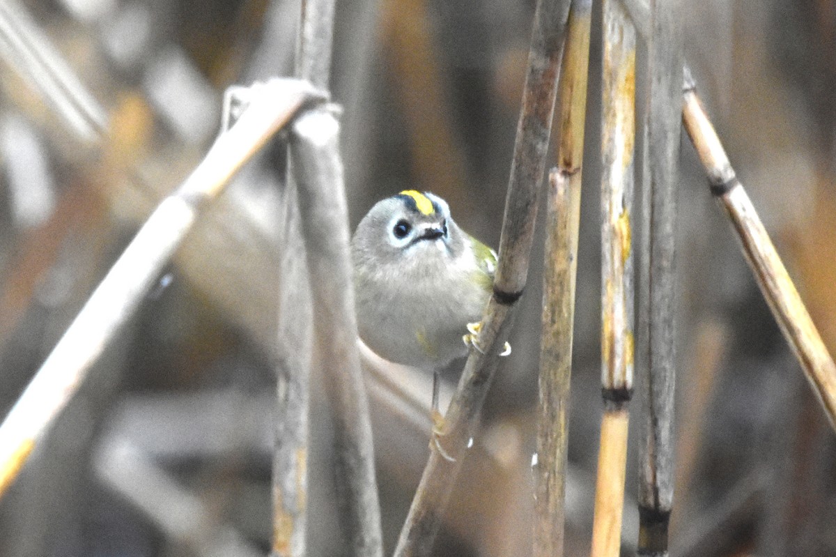 Goldcrest - ML646539079