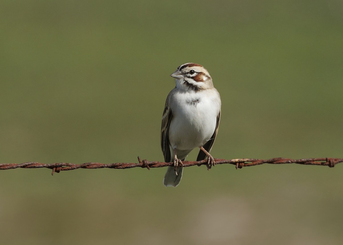 Lark Sparrow - ML646539082