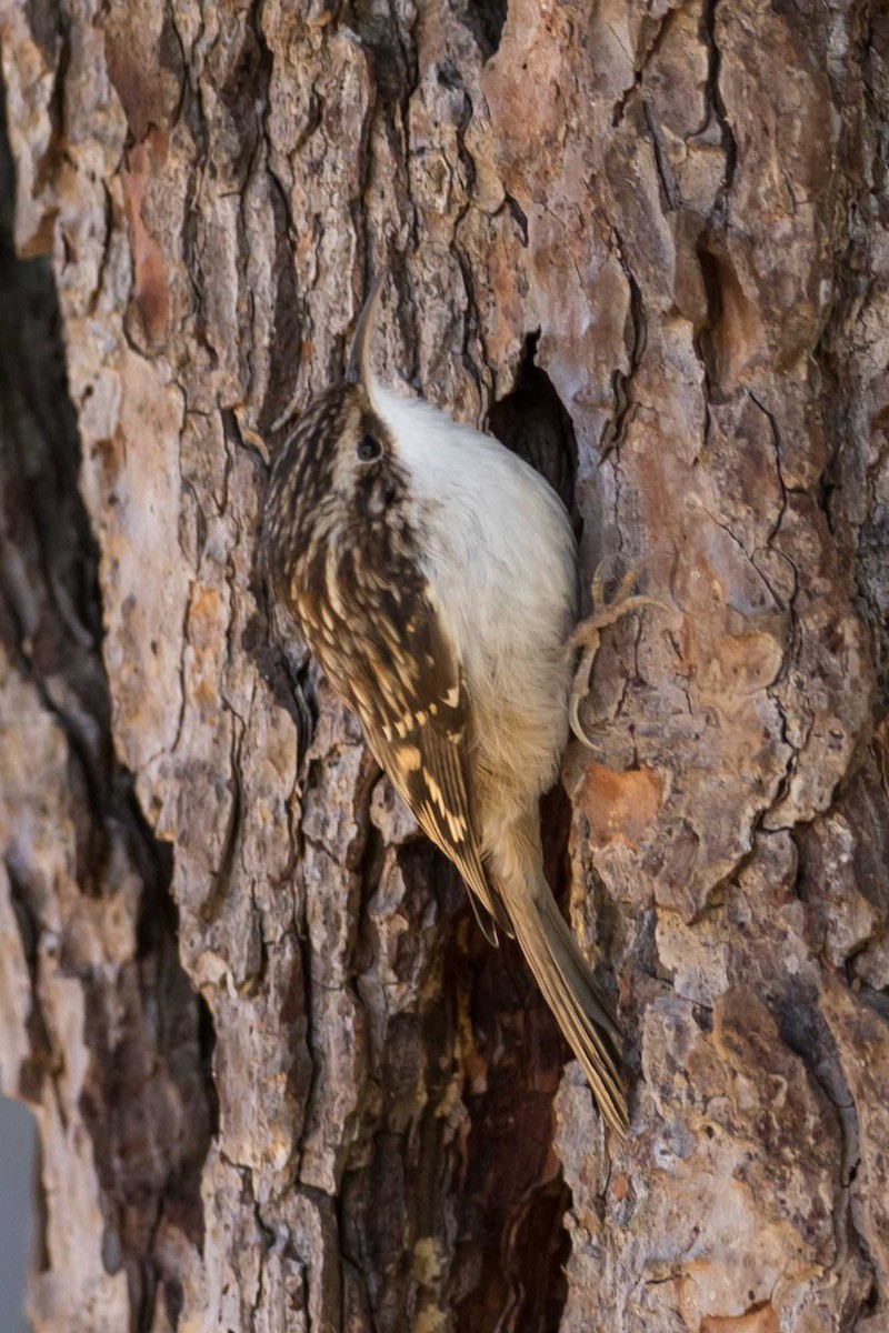 Amerikabaumläufer - ML646539086