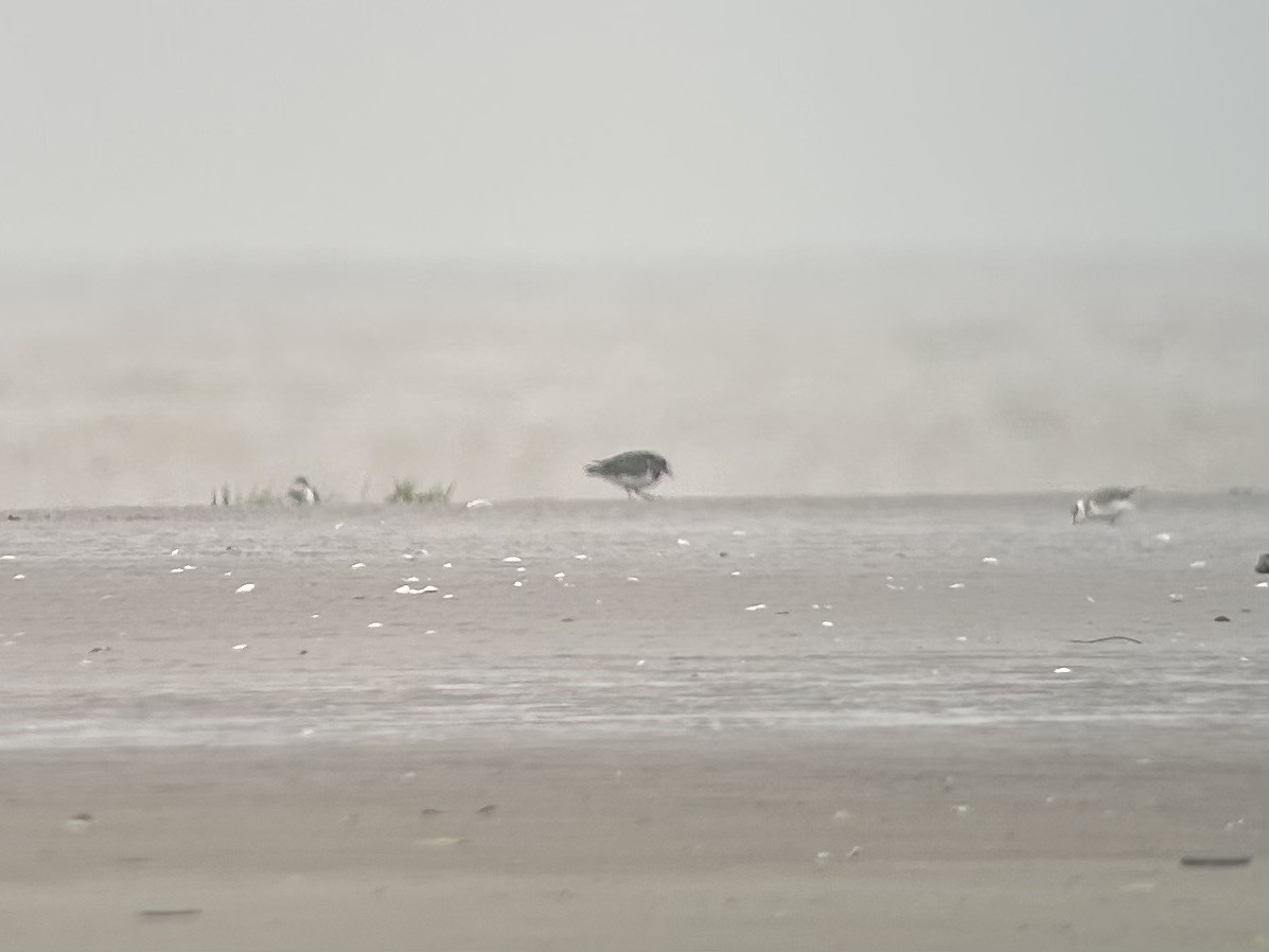Ruddy Turnstone - ML646539087