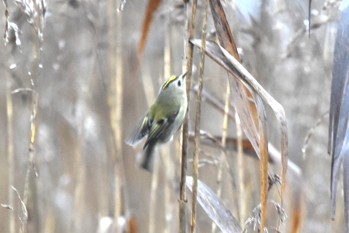 Goldcrest - ML646539088