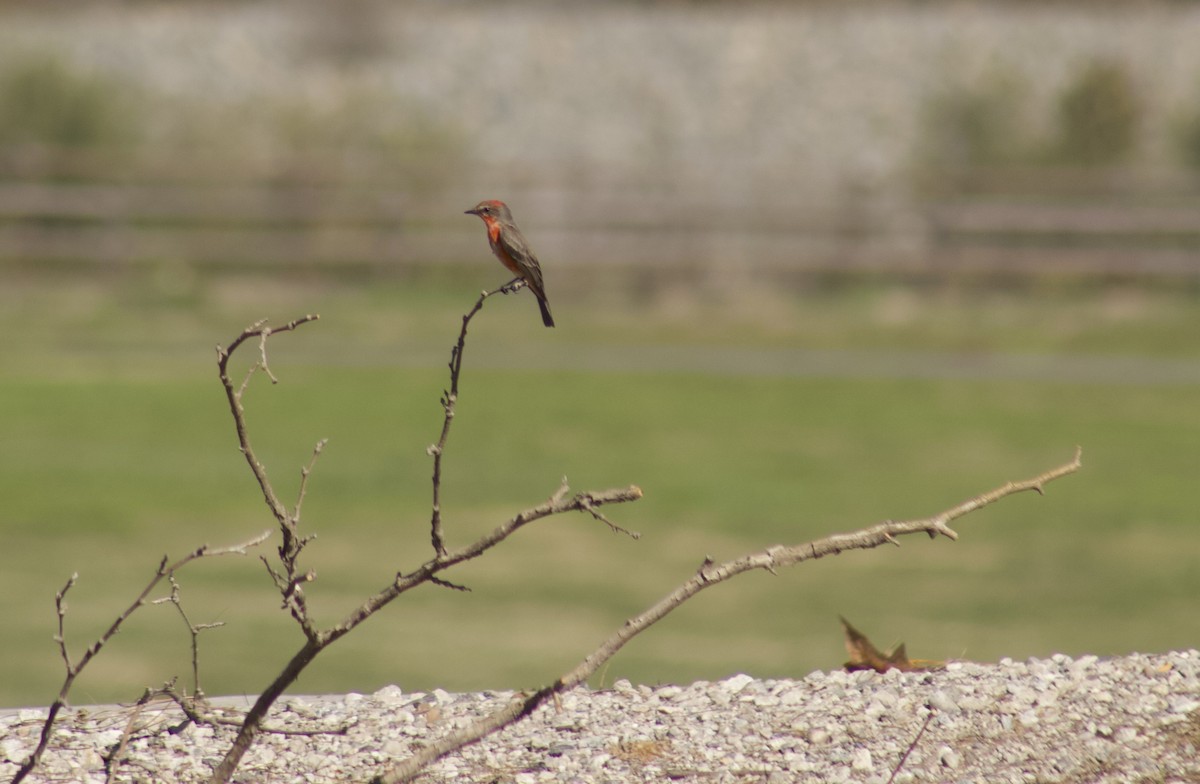Vermilion Flycatcher - ML646539089