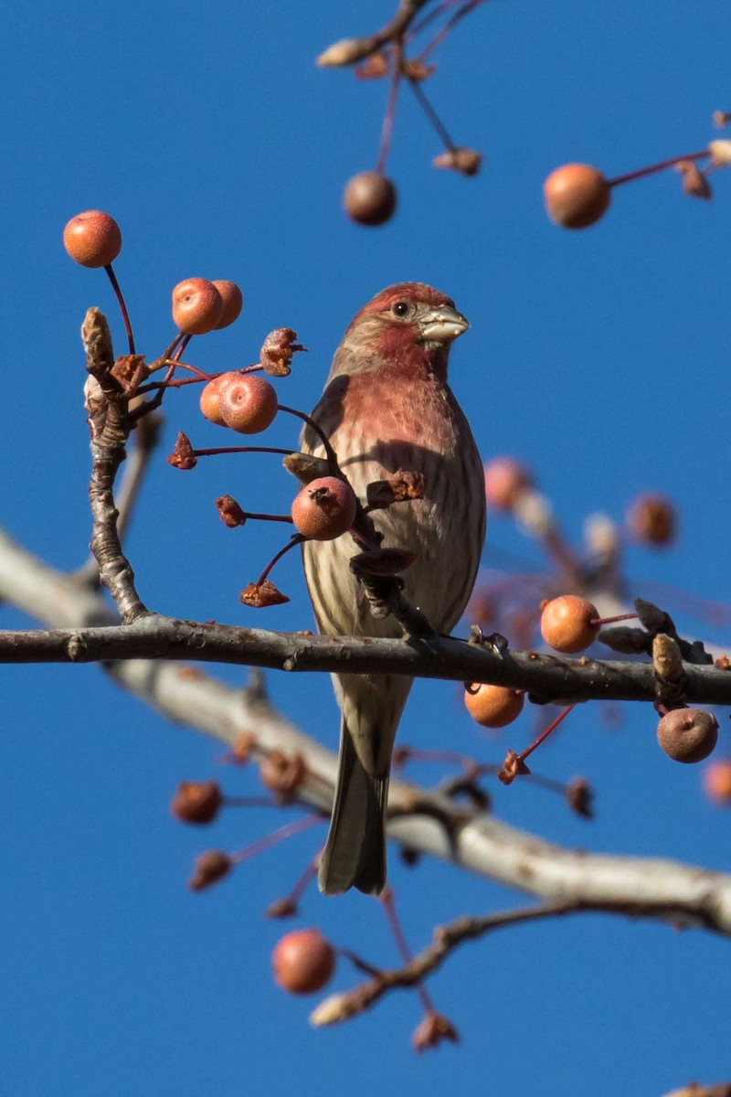 Hausgimpel - ML646539092