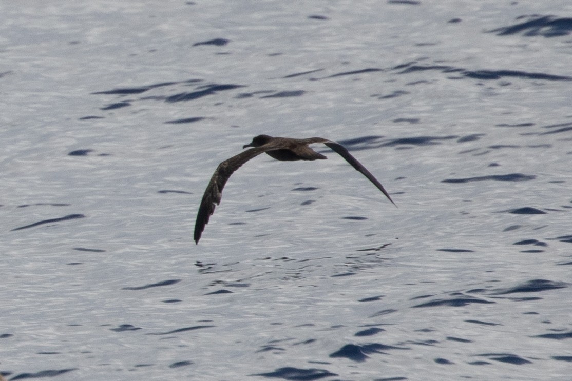 kilestjertlire - ML646539094