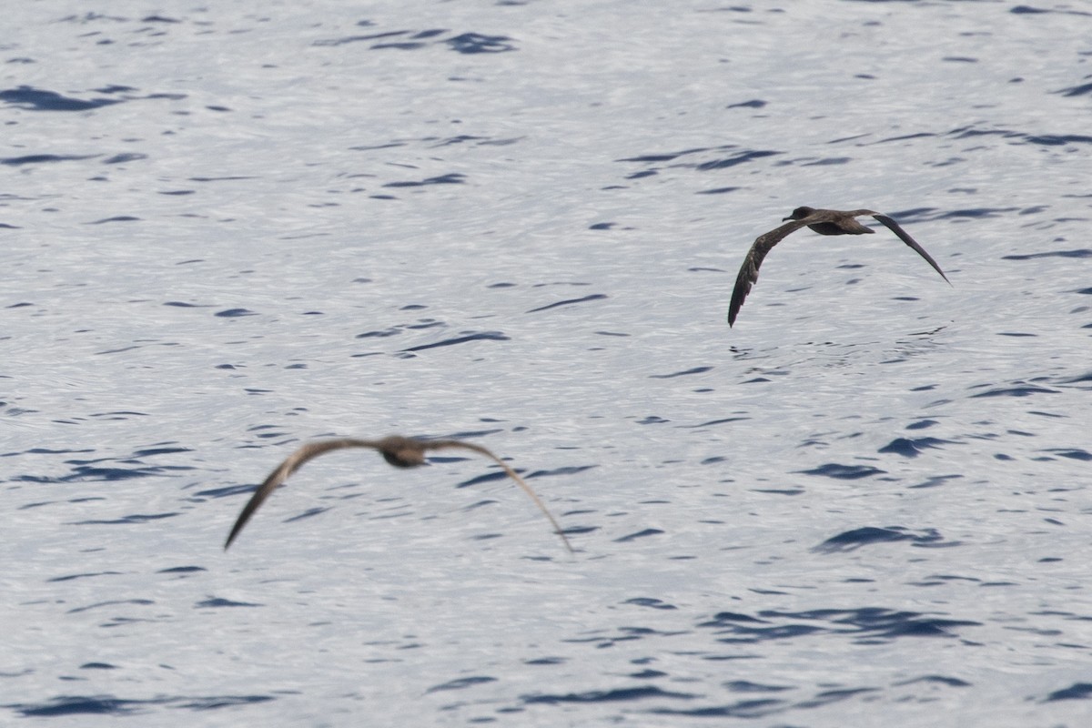 kilestjertlire - ML646539095