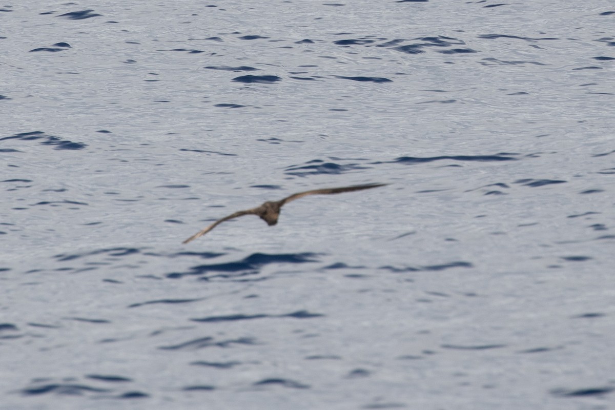 kilestjertlire - ML646539096