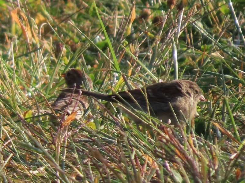 Field Sparrow - ML646539097