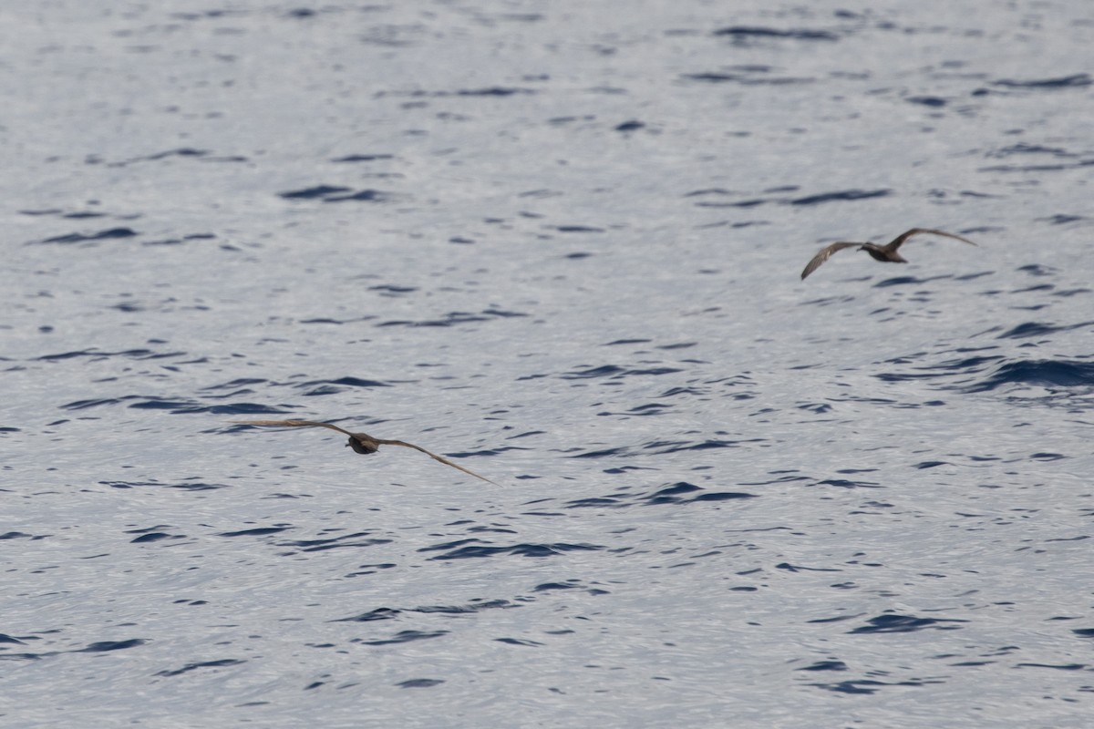 kilestjertlire - ML646539098