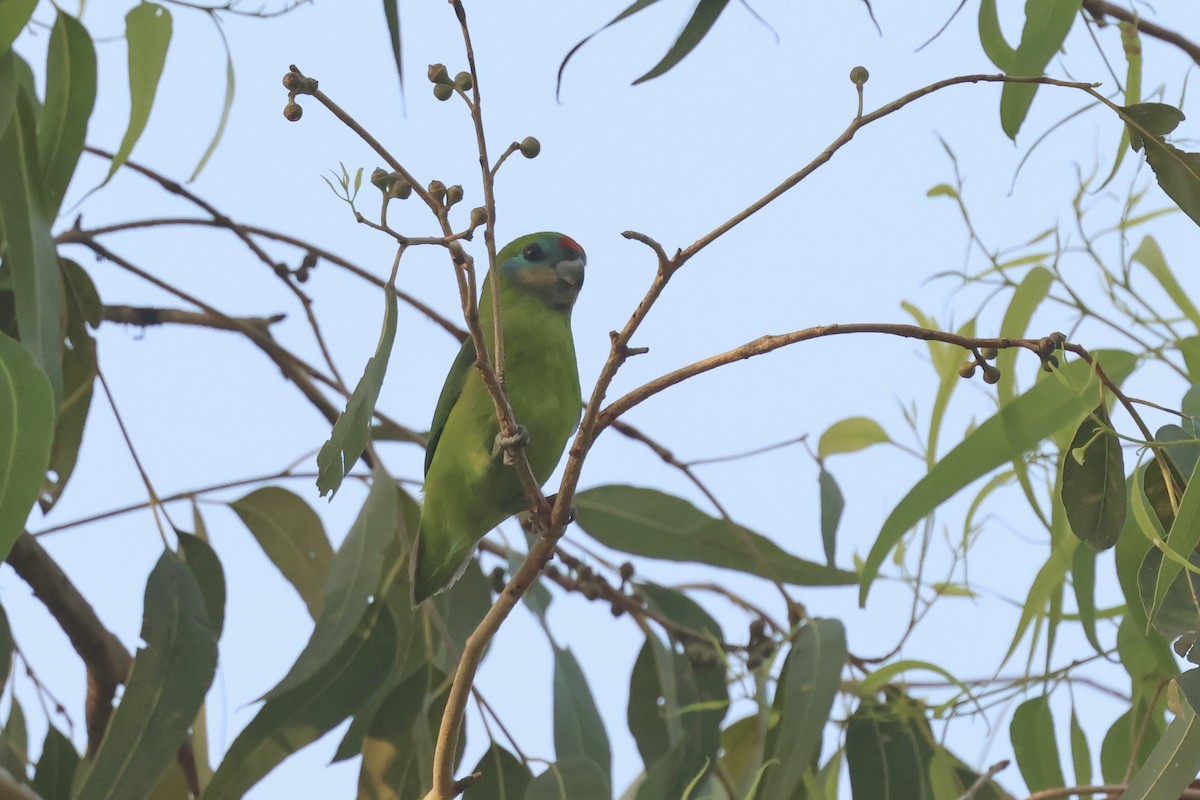 Double-eyed Fig-Parrot - ML646539099