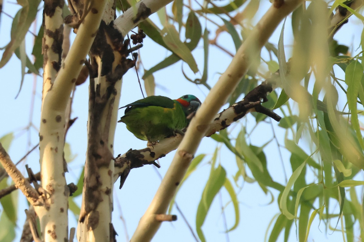 Double-eyed Fig-Parrot - ML646539100