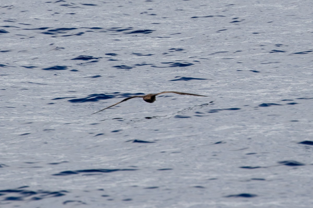 kilestjertlire - ML646539101