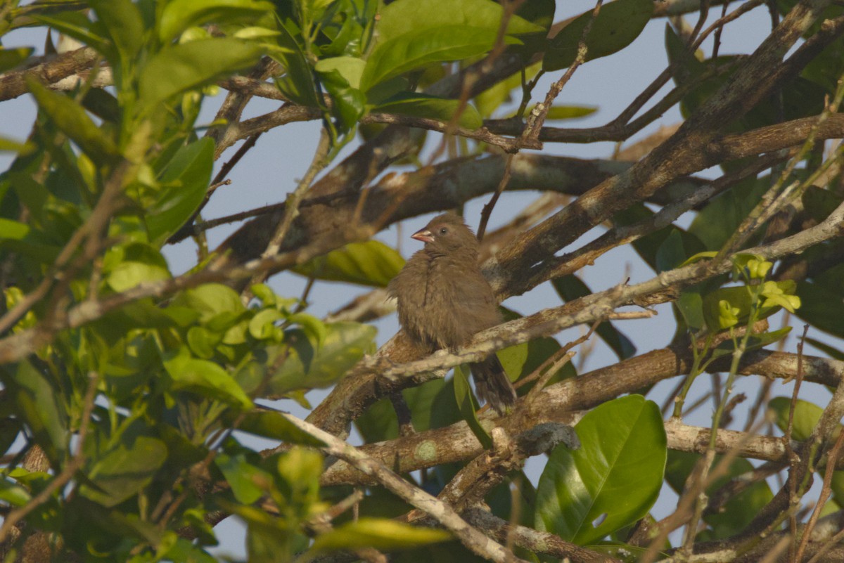 Amaranta Barrada - ML646539102