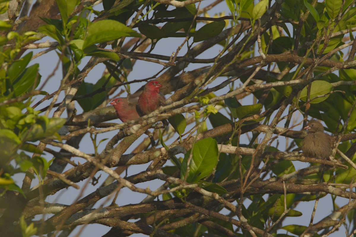 Amaranta Barrada - ML646539103