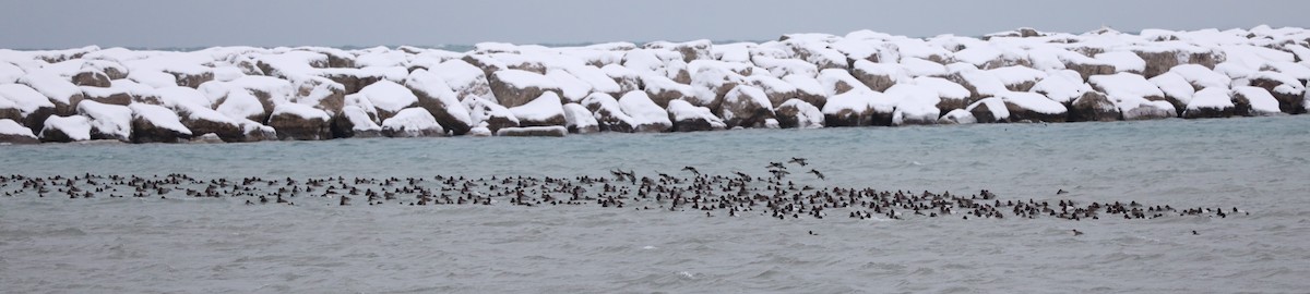 Greater Scaup - ML646539106