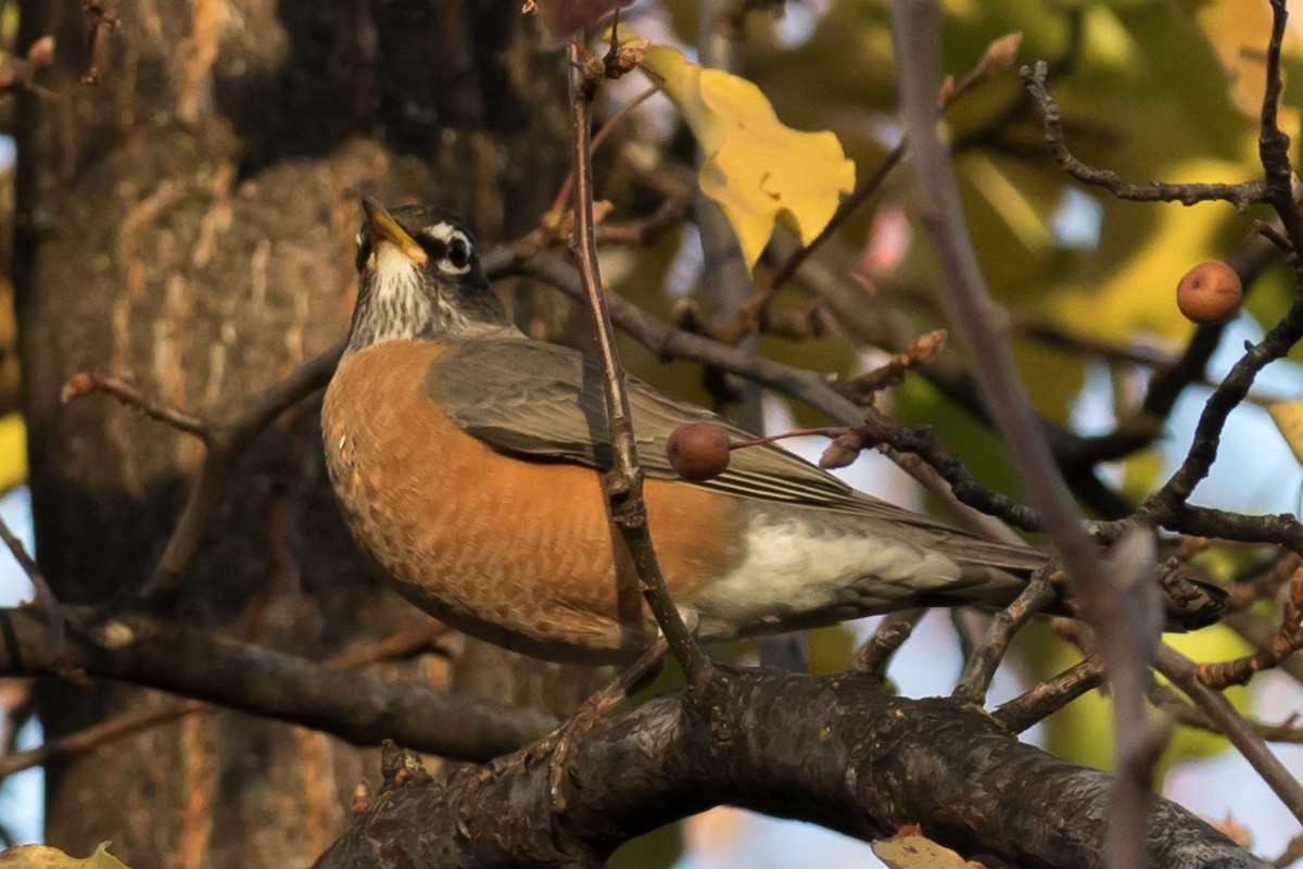 Wanderdrossel - ML646539107