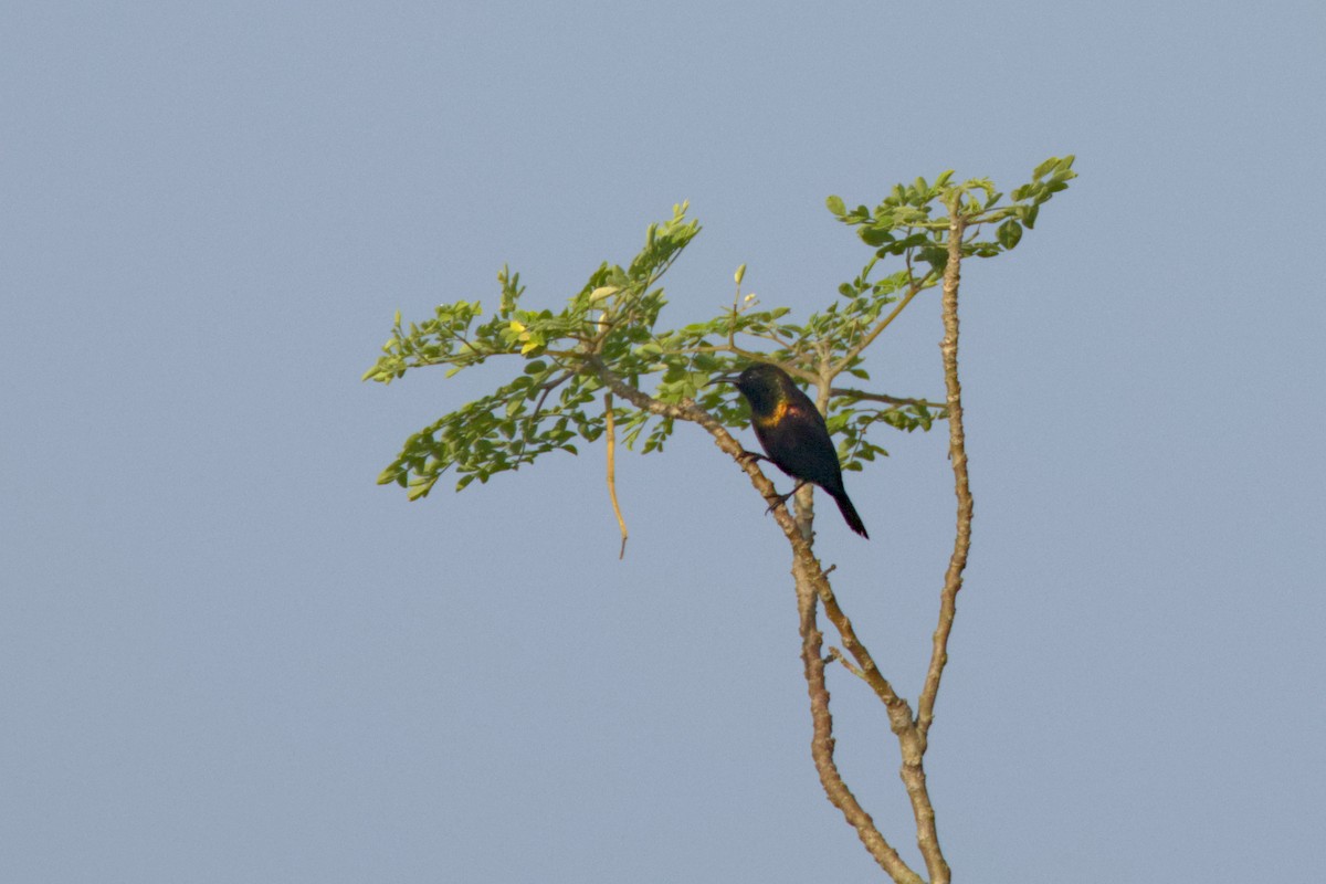 Suimanga Cobrizo - ML646539111