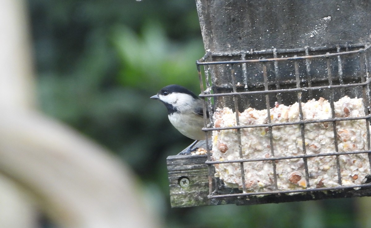 Carolina Chickadee - ML646539112