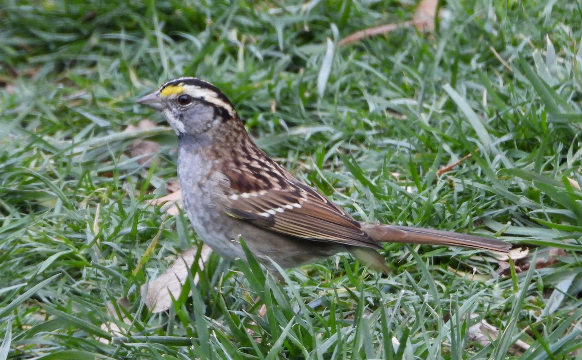White-throated Sparrow - ML646539113