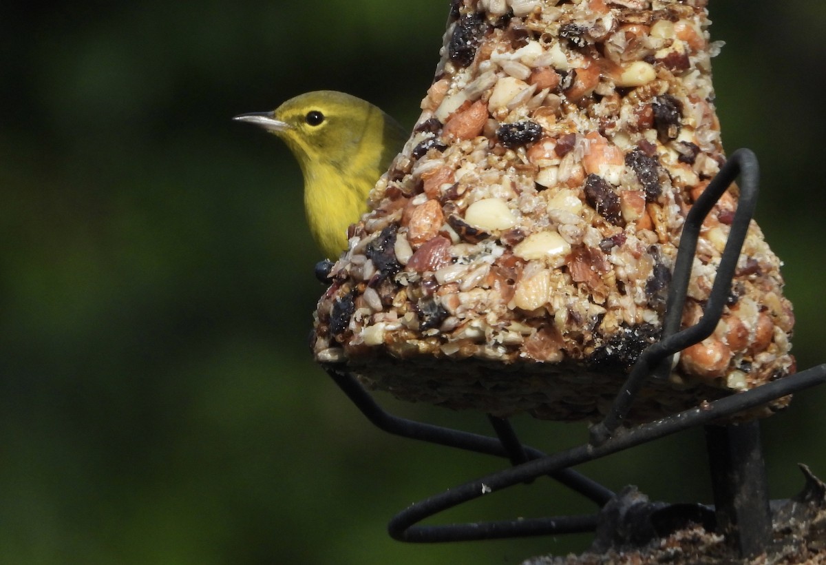 Pine Warbler - ML646539116